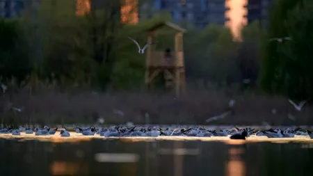 Ministerul Mediului a aprobat Regulamentul Parcului Natural Văcărești. Când și pe unde se face accesul în Parc. Principalele INTERDICȚII