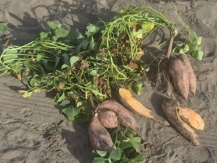 Soi nou de cartof dulce la Dăbuleni, adaptat la condiții climatice și la solul nisipos