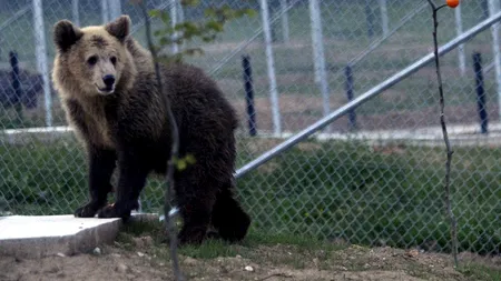 Un urs este captiv într-un cireș la marginea unui sat buzoian, fără ca autoritățile să intervină