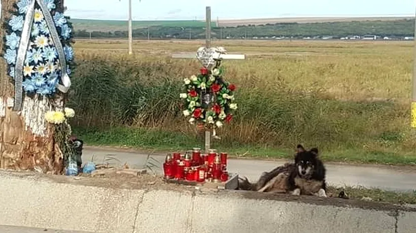 Hachiko din Iași. Un câine veghează locul morții unui tânăr de 21 de ani. Ieșenii i-au adus o cușcă și mâncare