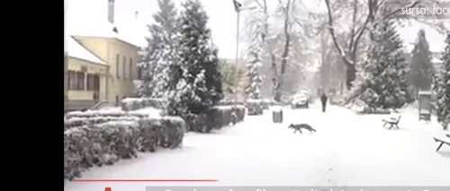 VULPE filmată plimbându-se prin BRAȘOV, în curtea Universității Transilvania