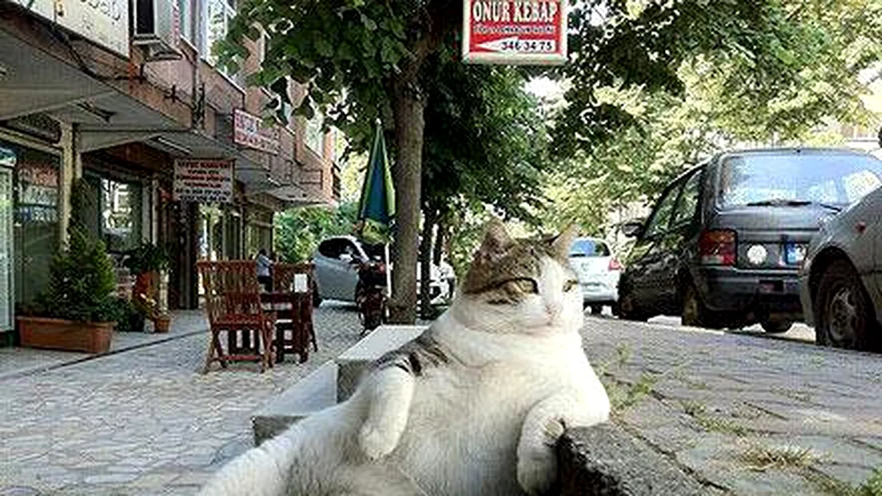 Ultimul șoarece din Pisicopole