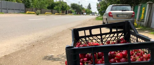 Au apărut renumitele cireșe de mai și se vând pe marginea șoselei. Cât costă un kilogram - VIDEO / FOTO