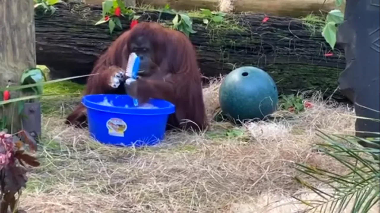 Moment SPECTACULOS. Un urangutan de 34 de ani ne învață cum să ne spălăm corect pe mâini VIDEO