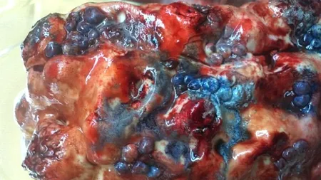 Torturile pe care puțini s-ar încumeta să le guste. Cum arată cele mai dezgustătoare deserturi. GALERIE FOTO