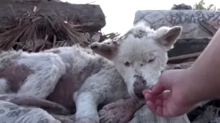 Cum arată acum acest cățel salvat dintr-o groapă de gunoi