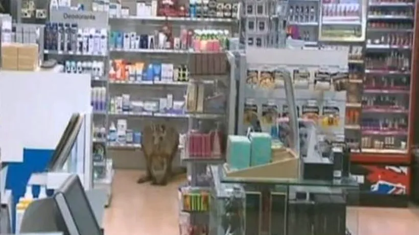 VIDEO. Ce au găsit agenții de securitate în farmacia unui aeroport. Din fericire, a supraviețuit