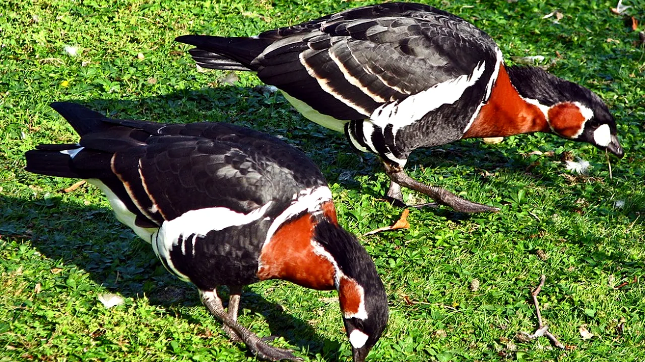 Un gălățean este suspectat că a mâncat o pasăre rară. Resturi din pasărea protejată de lege au fost date la câine FOTO