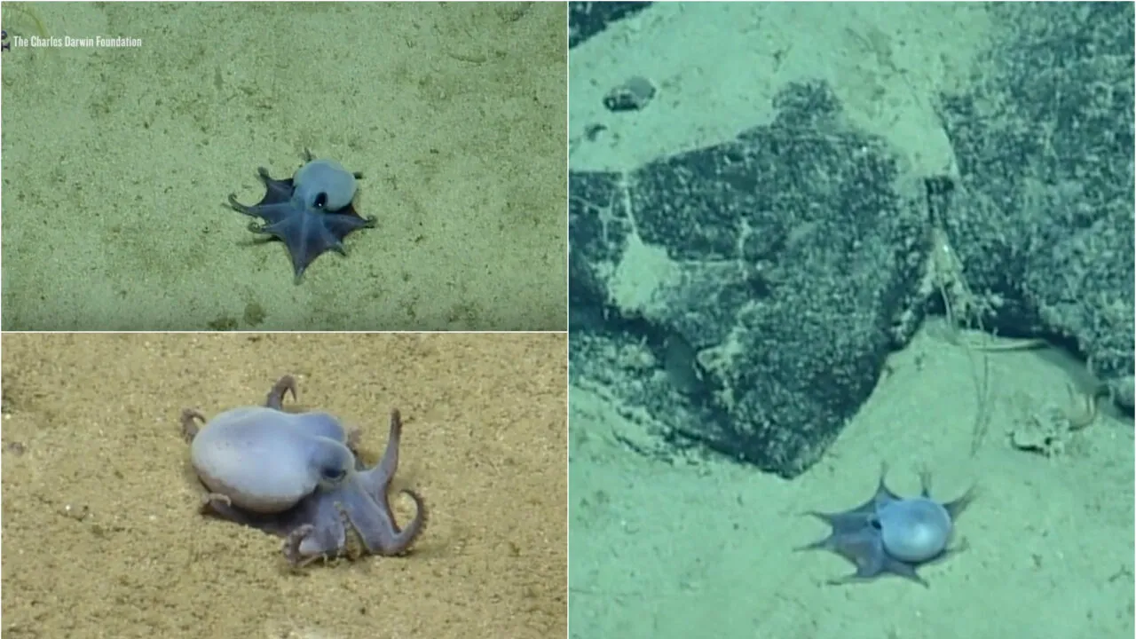 O caracatiță albastră, cât o minge de golf, a fost descoperită lângă Insulele Galapagos. Primele imagini cu creatura marină