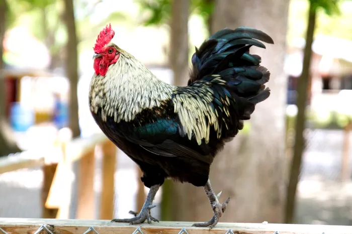 Situație inedită: Un bărbat din Cluj a reclamat la Poliție un cocoș prea gălăgios