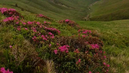 Spectacolul din România, unic în lume:  mii de turiști iau cu asalt masivul Ciucaș. VIDEO și FOTO