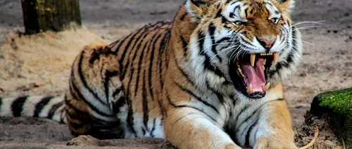 Un dresor de circ italian a fost ucis de patru tigri în timpul repetițiilor. Cum s-a întâmplat tragedia