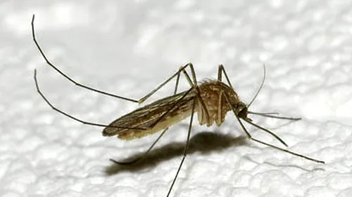 De ce sunt periculoși țânțarii: „Sunt cele mai ucigătoare vietăți din lume