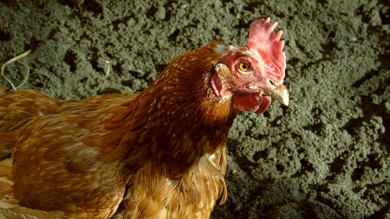 Chinezii au pregătit o „armată