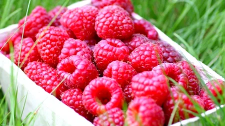 STUDIU. Zmeura, un aliment-cheie în creșterea fertilității