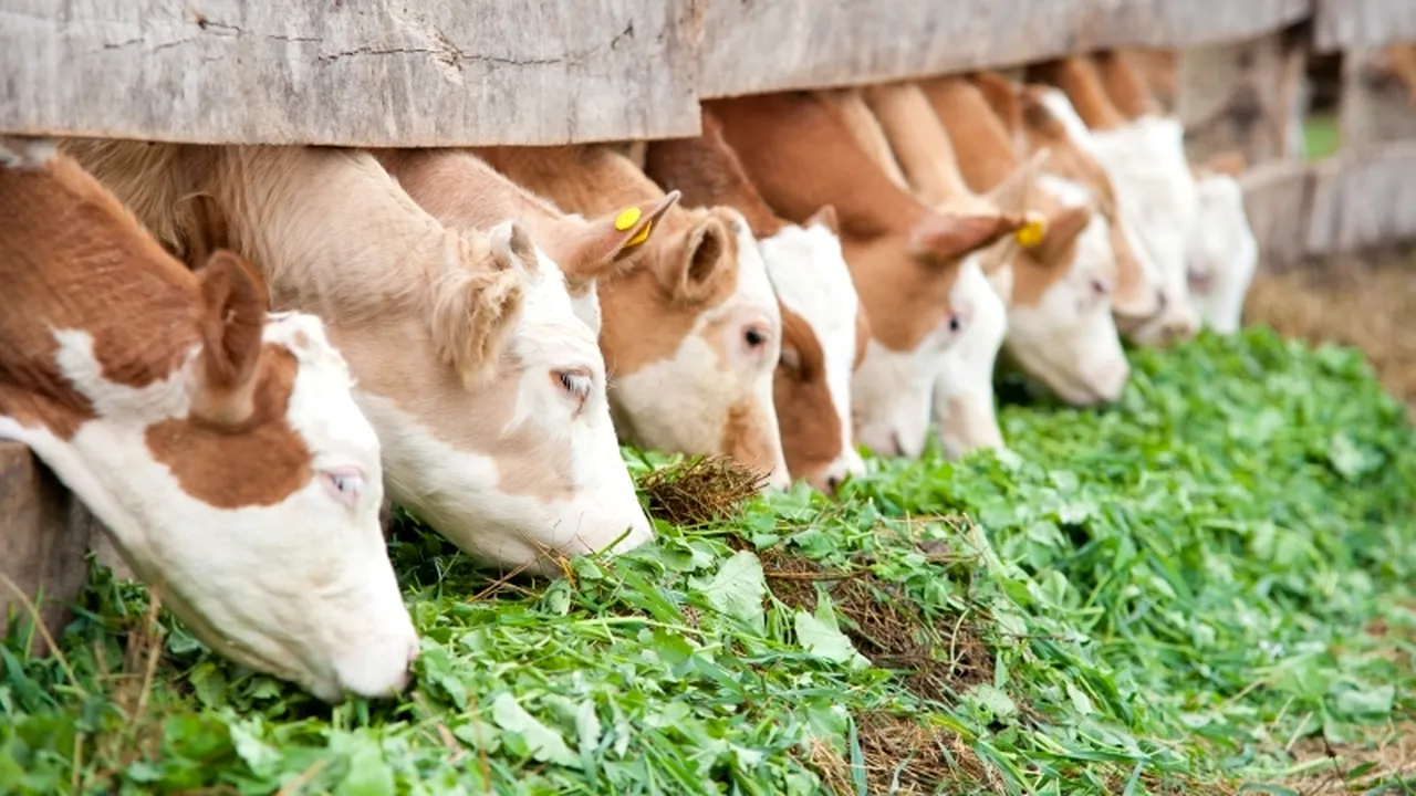 Statul va impozita mai mulți agricultori, în funcție de suprafețele cultivate și numărul de animale
