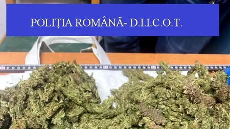 Doi bărbați au fost arestați preventiv după ce au fost prinși în flagrant când voiau să vândă 2,5 kilograme de muguri de cannabis. Câte droguri se consumă în România