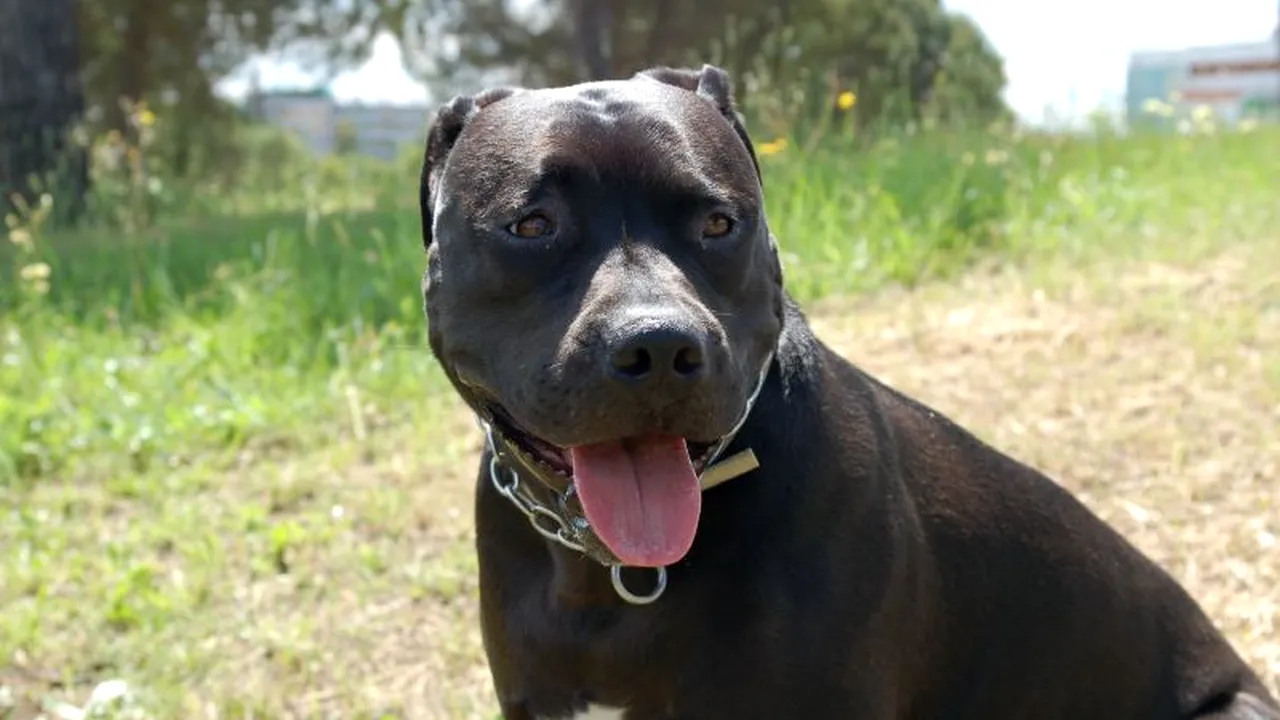 A fost ucisă de câinele său din rasa Pitbull, în timp ce îi dădea mâncare