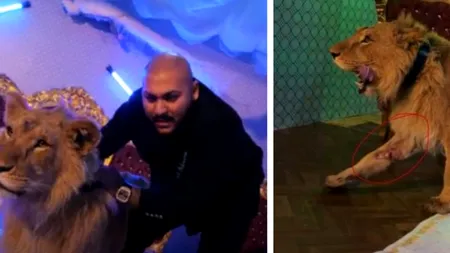 Manelistul Dani Mocanu, acuzat că a filmat un videoclip cu un leu rănit şi chinuit: „Nu mi-e frică de nimic pe pământul ăsta” (VIDEO)