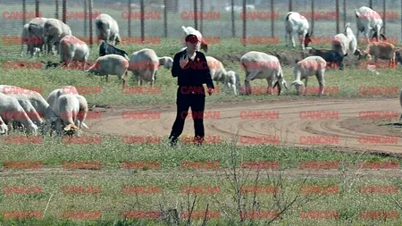 Gigi Becali: „Oile se vaccinează în fiecare an, dar eu nu fac vaccin la oi”