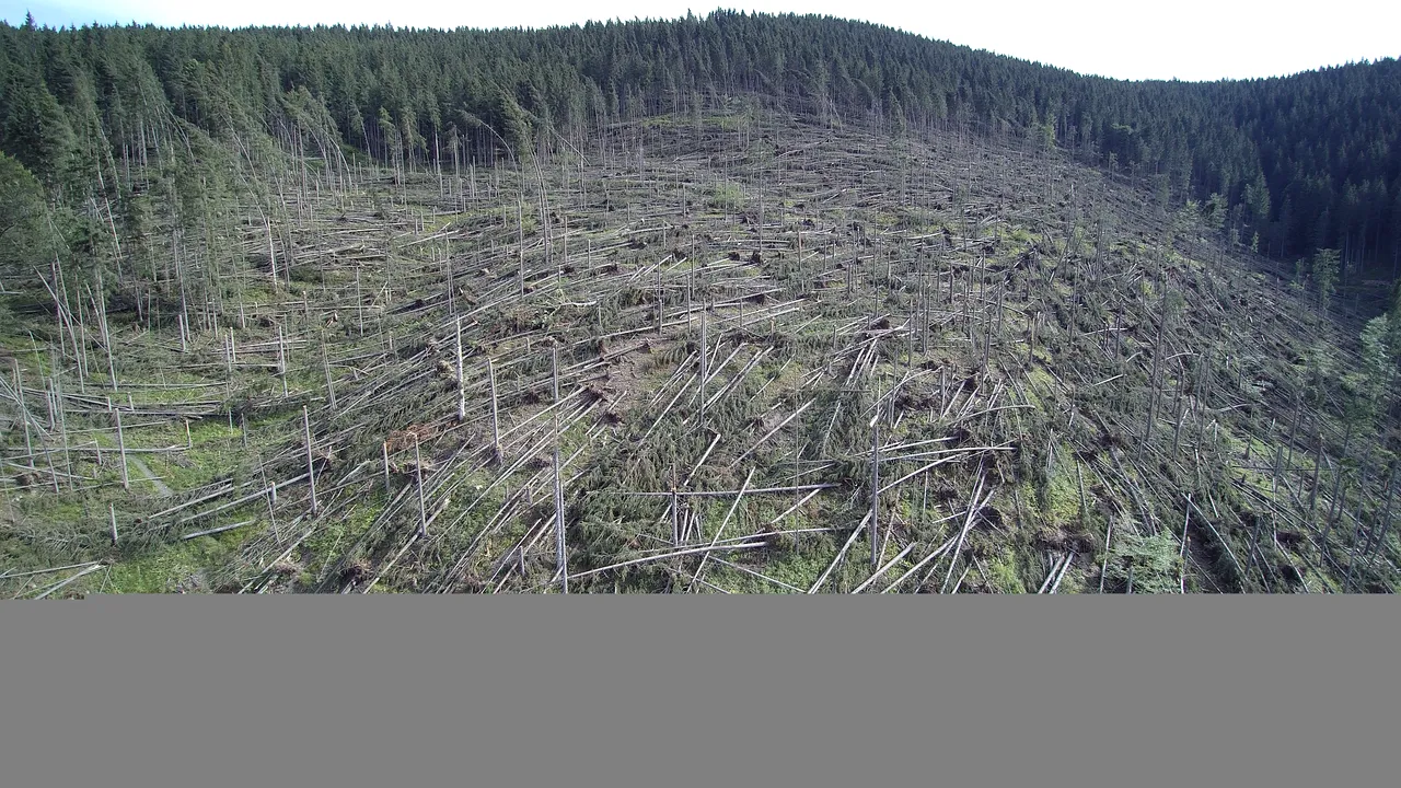 Zeci de mii de hectare de pădure, afectate de fenomenele meteorologice extreme. FOTO