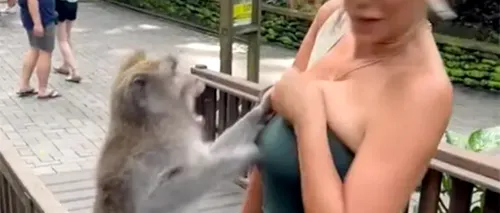 Imaginile au devenit virale! Cum a reacționat această maimuță dintr-o grădină zoologică, atunci când a văzut-o pe Miss Peru