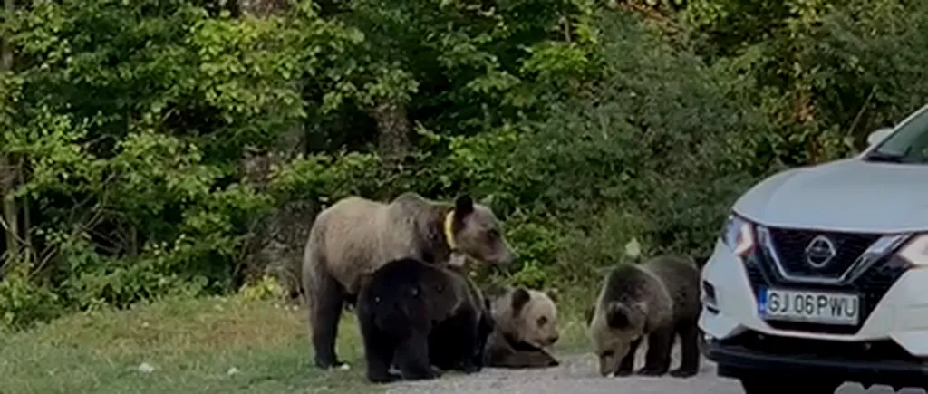 Imagini cu turiști care hrănesc urși. La ce riscuri sunt supuși atât oamenii, cât și animalele (VIDEO)
