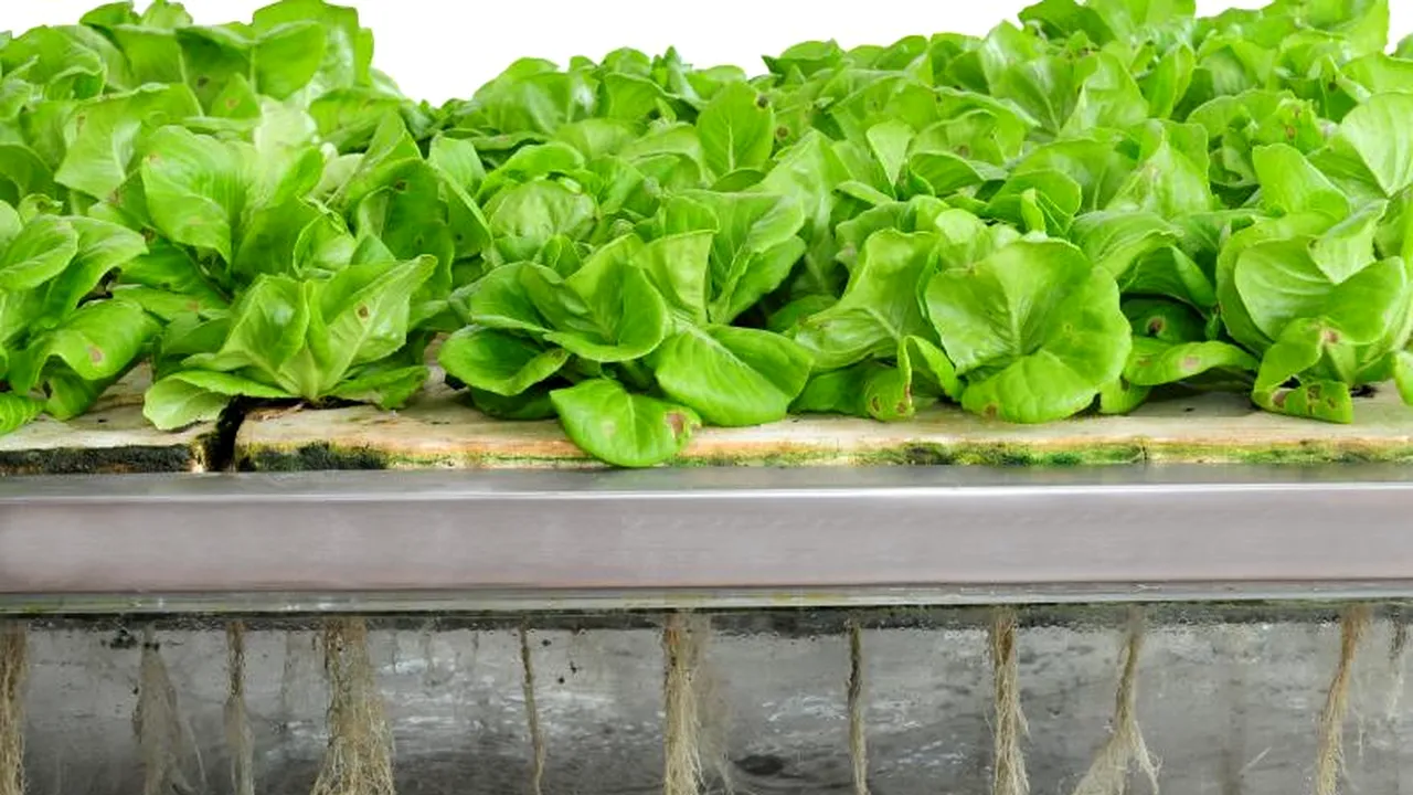 Cu legumele „curate