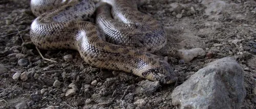BOA DE NISIP, cel mai rar șarpe din România a reapărut după 80 de ani: „Această specie ajunsese să fie considerată un adevărat Â«Sfânt GraalÂ» al herpetologilor
