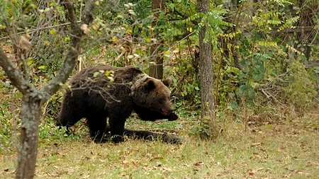 Câți bani scot din buzunar străinii ca să meargă la stână în România și să exerseze „tehnici de supraviețuire