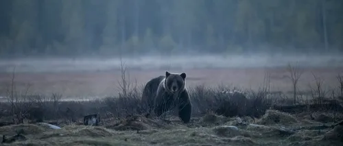 Un urs a intrat în incinta unui ștrand din Toplița. A fost emis mesaj RO-Alert