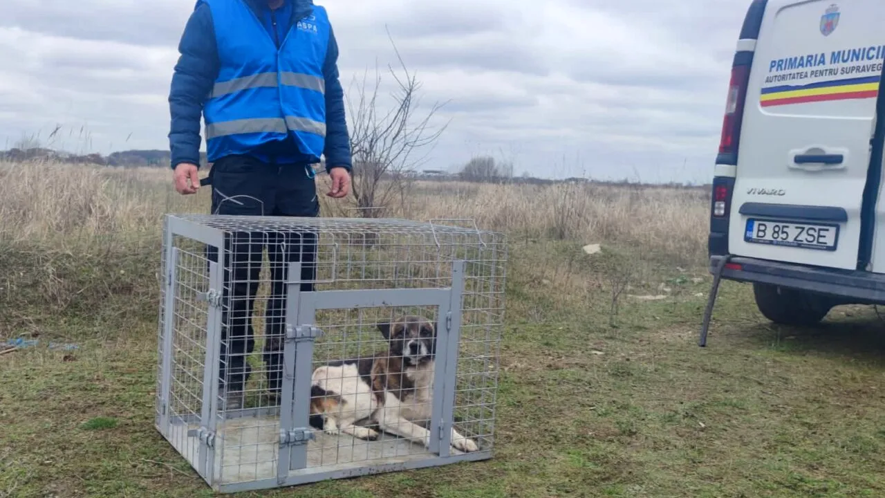 Poliția Locală Sector 6: În 2023, ASPA a fost sesizată în 85 de cazuri, dar doar de 7 ori a intervenit! / ASPA cere să răspundă și primăriile de sector