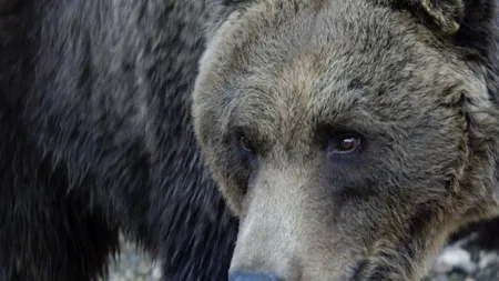 Ce spune Victor Ponta despre braconierul decedat în urma atacului ursului