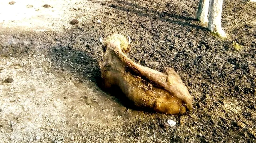 Imagini revoltătoare! Animale înfometate la Grădina Zoologică din Reșița. O tânără a postat fotografiile și a cerut autorităților să intervină 