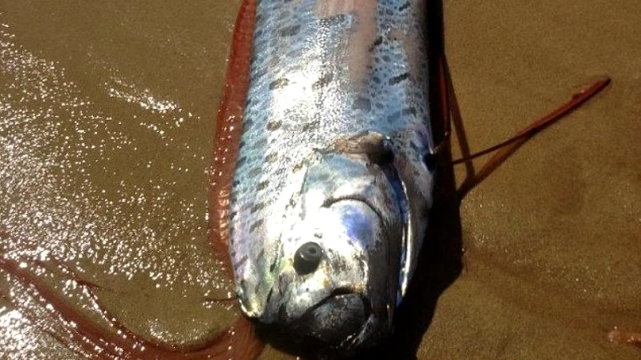 Creatură de peste 6 metri descoperită pe o plajă din Mexic. Apariția animalului i-a șocat pe turiști și localnici - VIDEO