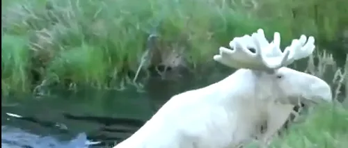 Video VIRAL. Un elan alb foarte rar întâlnit, filmat în Suedia. Apariția este fascinantă