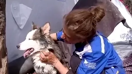 FOTO-VIDEO | „E într-adevăr un MIRACOL”: Un husky a fost scos de sub dărâmături, în Turcia, după ce a stat 23 de zile fără mâncare sau apă