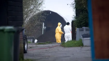 Olanda va sacrifica alte 8.000 de păsări pentru a împiedica extinderea epidemiei de gripă aviară