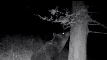 „Baloo” din Cartea Junglei a fost filmat în Munții Retezat, în timp ce se scărpina de un copac! Imagini fabuloase postate de Romsilva!