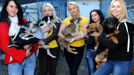 Cum au pogorât în România trei 