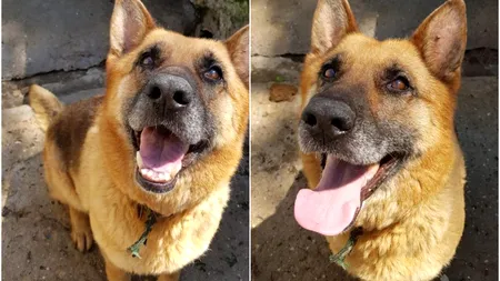 Muha, un câine polițist specializat în depistarea de droguri, se pregătește să iasă la pensie. Polițiștii de frontieră din Giurgiu îi caută un stăpân / La licitații nu s-a prezentat nimeni