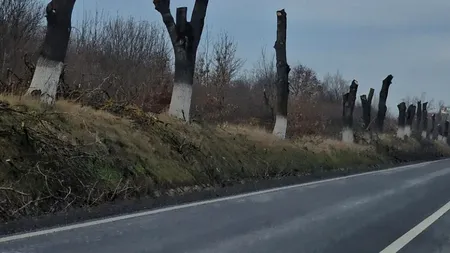 Iași. Șefii județului au decis tăierea a peste 1.000 de arbori: „Risc pentru circulație”