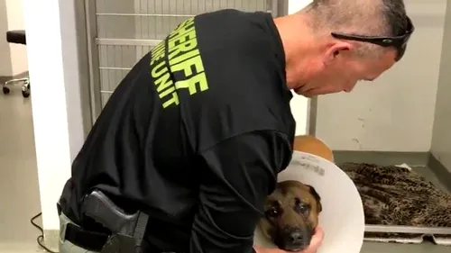 Cum a reușit un câine polițist să îi salveze viața partenerului său