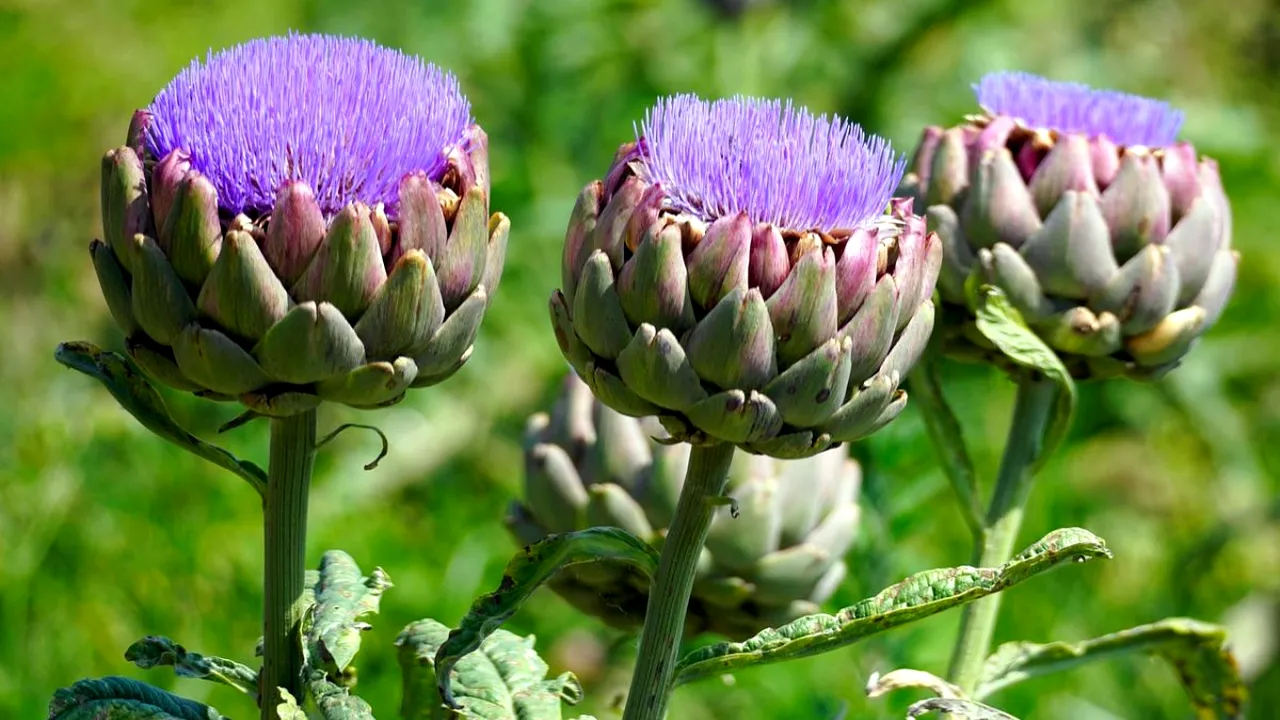 Tot mai mulți români încep să cultive „hrana bogaților”, leguma considerată o adevărată DELICATESĂ