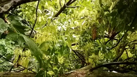 Tragedie în Mureș. O familie cu doi copii, strivită de un copac doborât de furtună. Din primele informații, băiețelul de 5 ani nu ar fi supraviețuit