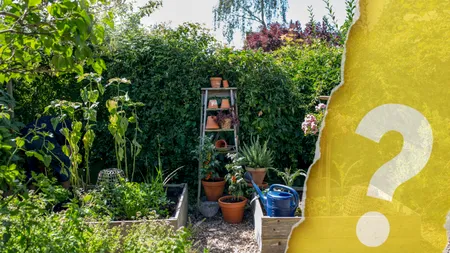 Ingredientul banal pe care să îl presari în solul din grădină în timpul caniculei. Va proteja plantele de stresul termic