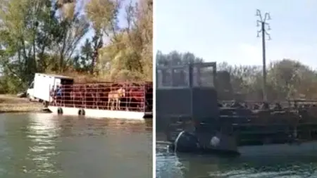 VIDEO | Caii din Delta Dunării, în continuare dispăruți fără urmă! Grupul S.O.S Caii Deltei face un apel disperat către autoritățile din România