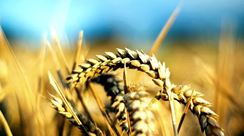 Miniștrii agriculturii din mai multe țări UE, POZIȚIE COMUNĂ în privința cerealelor din Ucraina. Ciucă: „Am trimis o scrisoare Ursulei von der Leyen”
