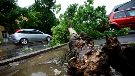 Copaci doborâți și un acoperiș smuls de vânt după o furtună de câteva zeci de minute în Târgoviște