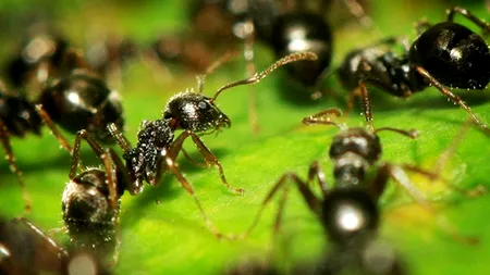 STUDIU. Furnicile pot anunța cutremurele